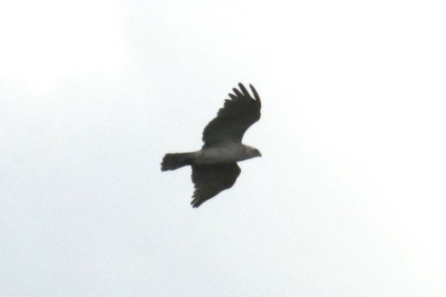 Short-toed Snake-Eagle - ML620445788