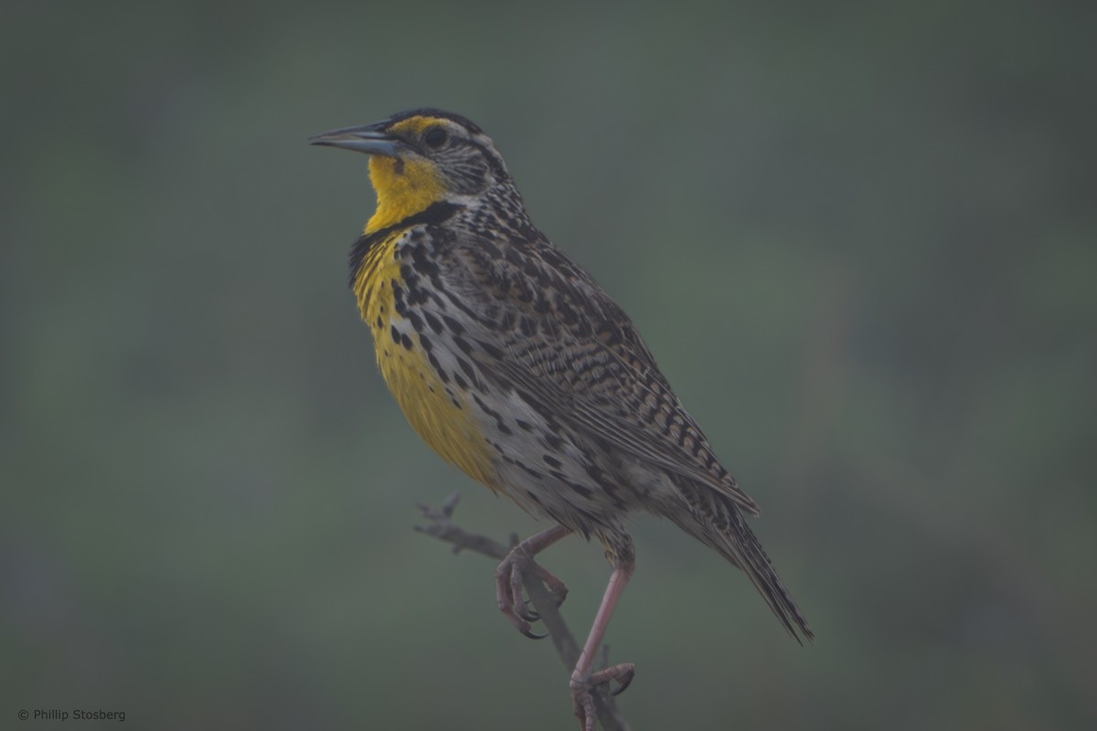 Western Meadowlark - ML620445793