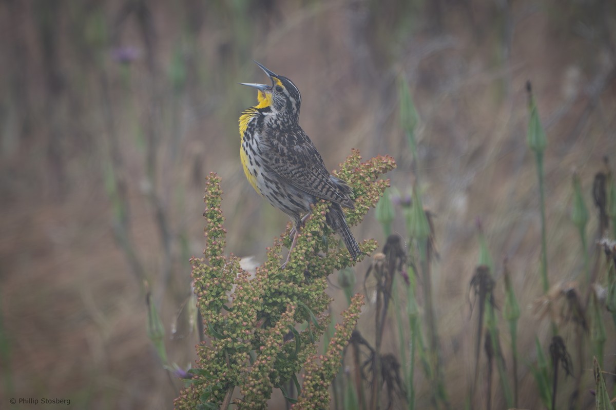 Western Meadowlark - ML620445794