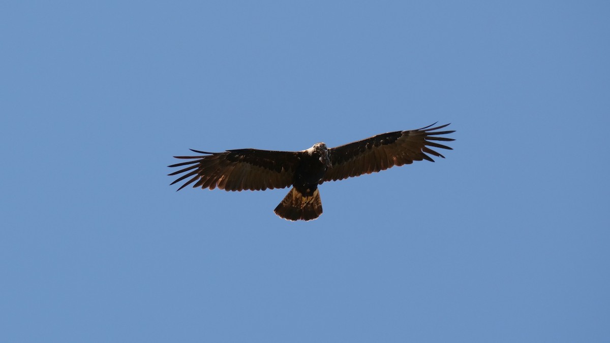 Águila Imperial Oriental - ML620445800