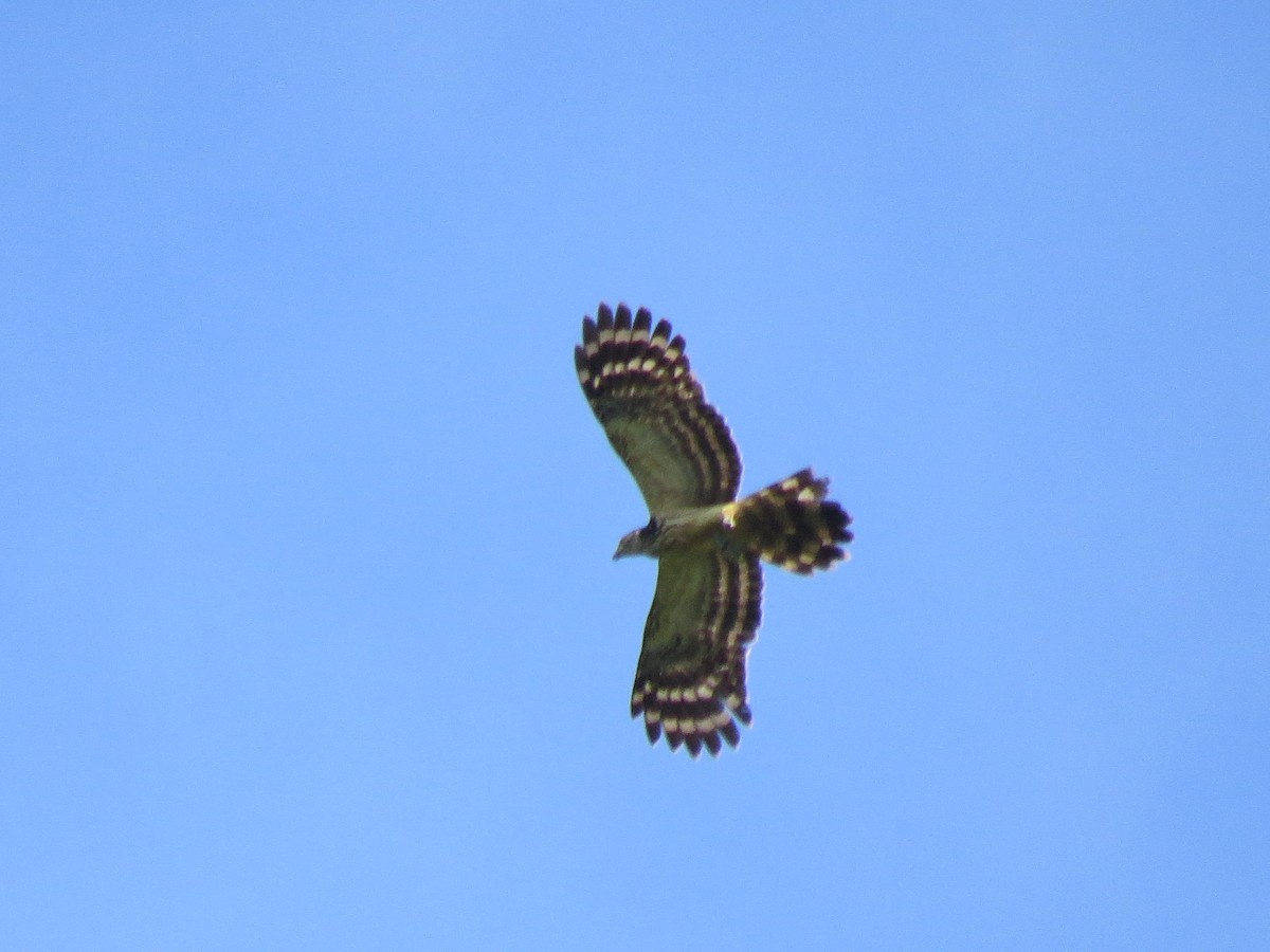 Long-tailed Honey-buzzard - ML620445802