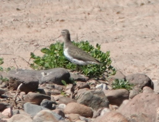 Spotted Sandpiper - ML620445805