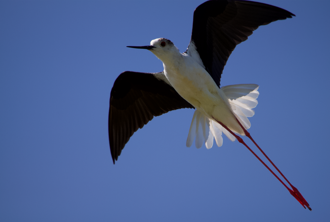 Black-winged Stilt - ML620445806