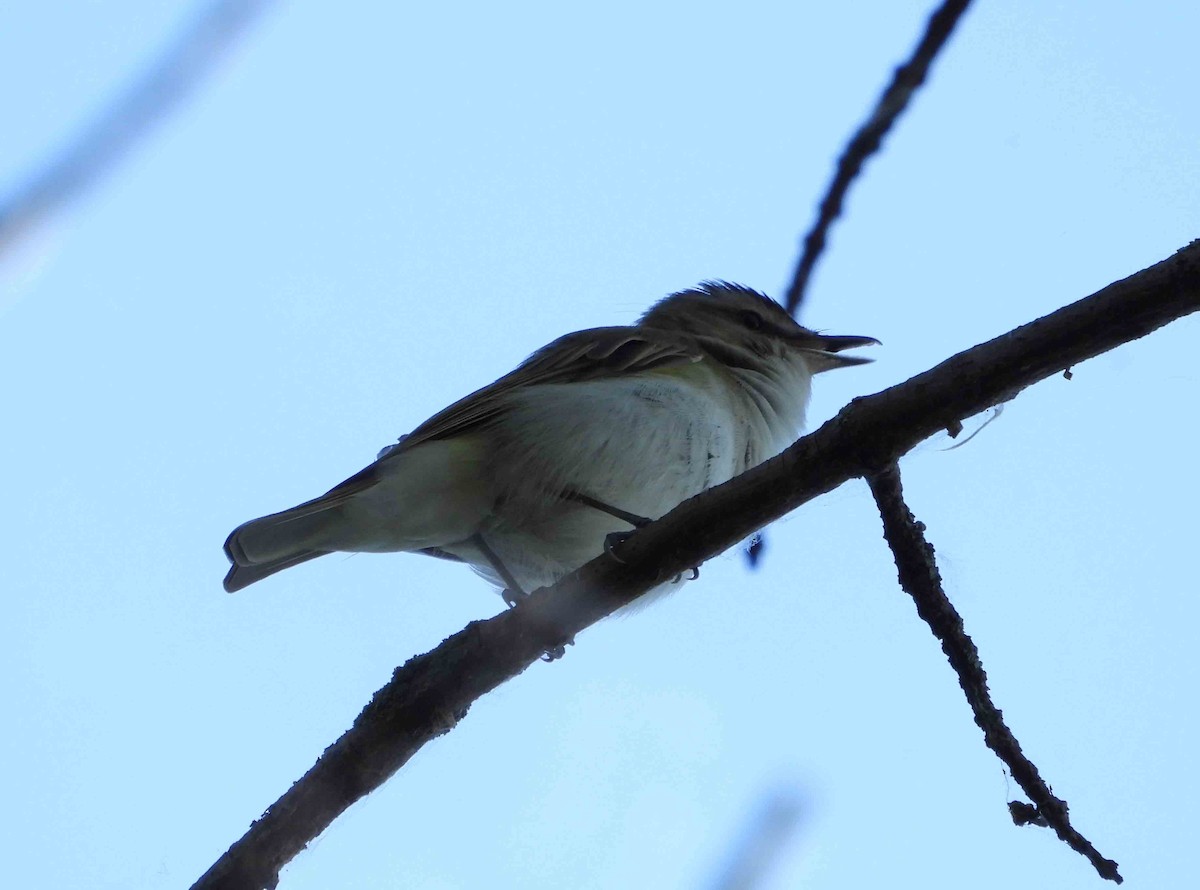 Red-eyed Vireo - ML620445810