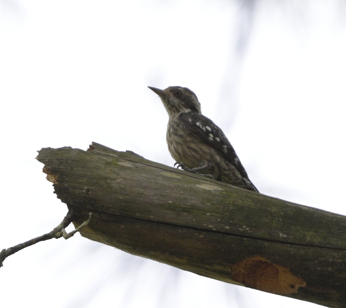 Brown-capped Pygmy Woodpecker - ML620445813