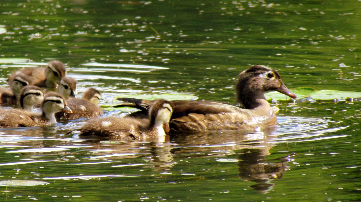 Wood Duck - ML620445815