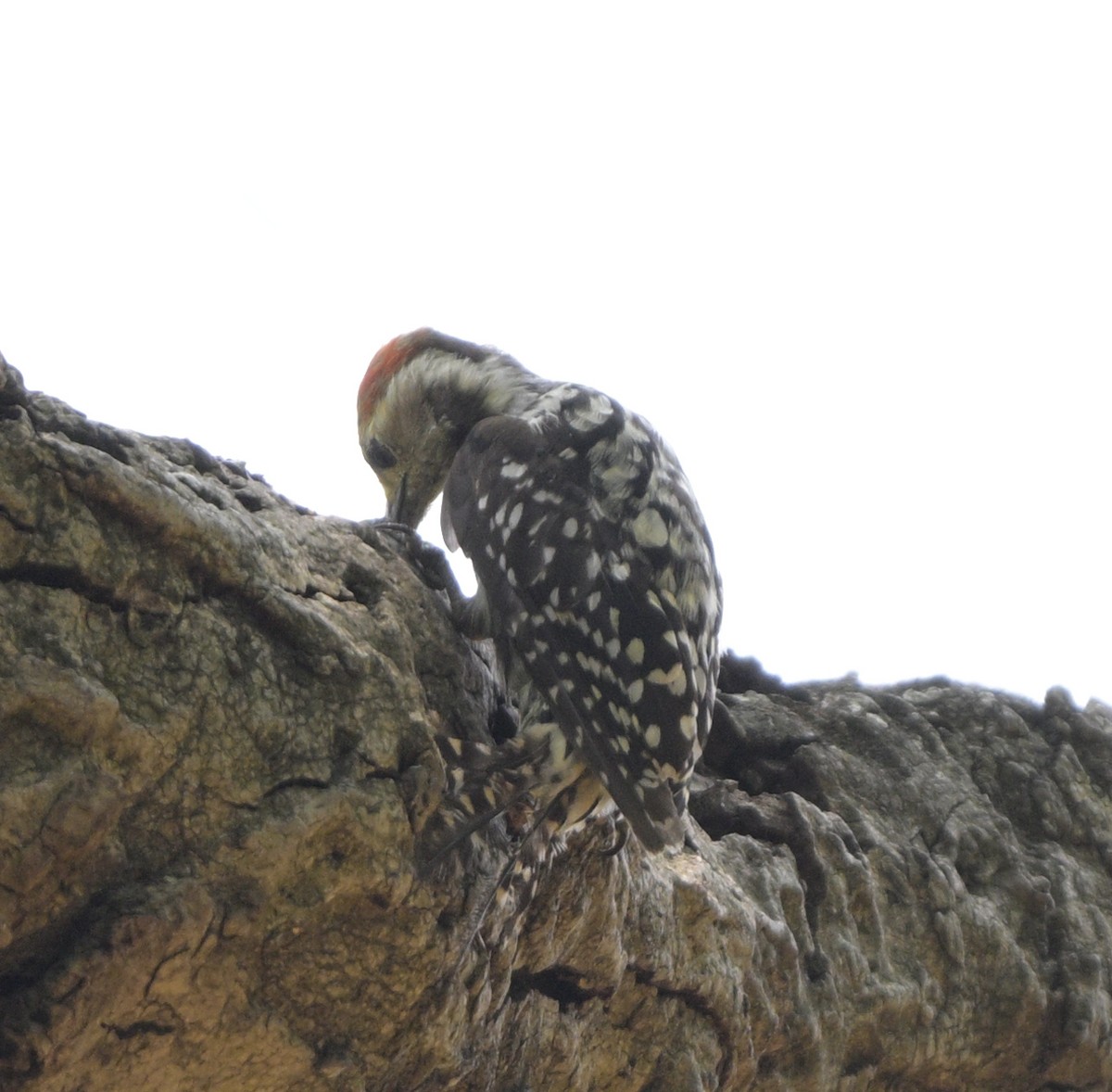 Yellow-crowned Woodpecker - ML620445816