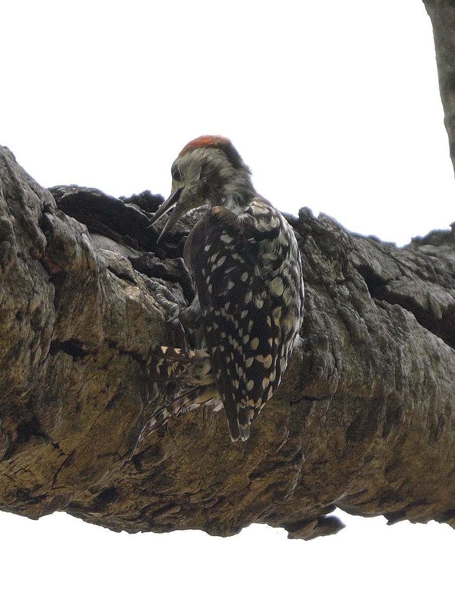 Yellow-crowned Woodpecker - ML620445817