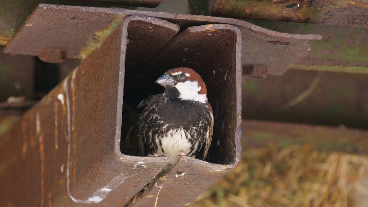 Spanish Sparrow - ML620445818