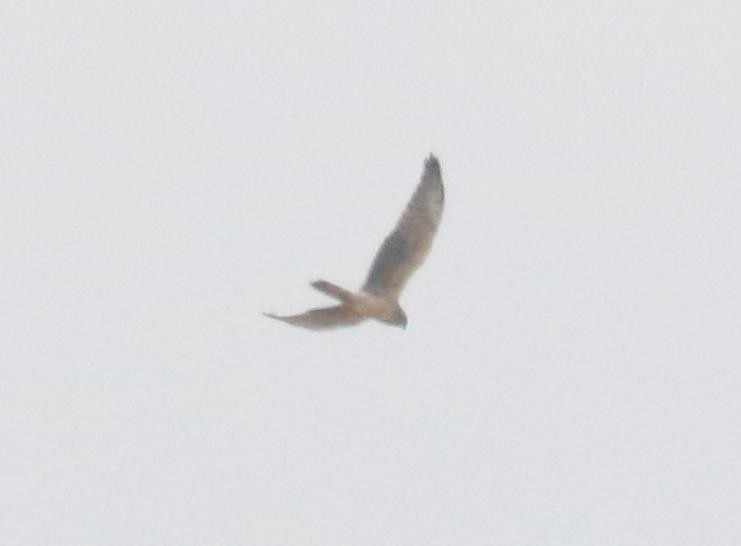 Montagu's Harrier - ML620445819