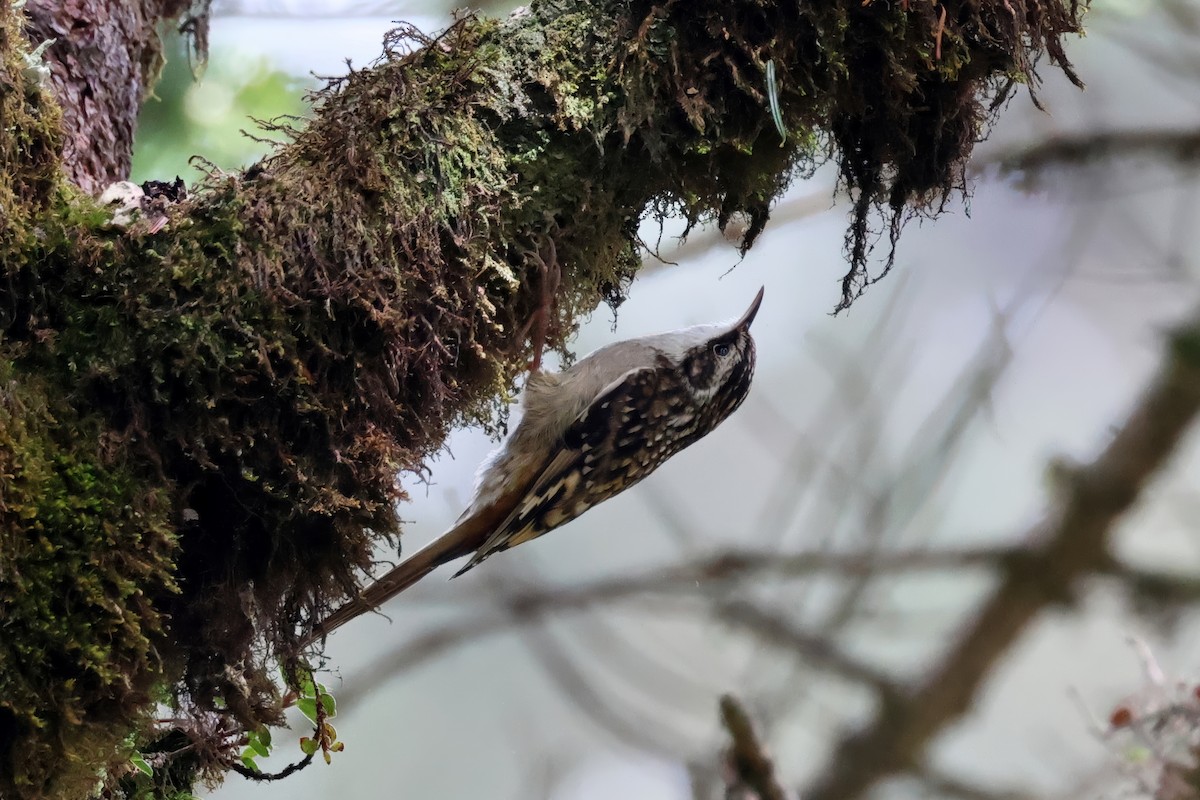 Sichuan Treecreeper - ML620445822