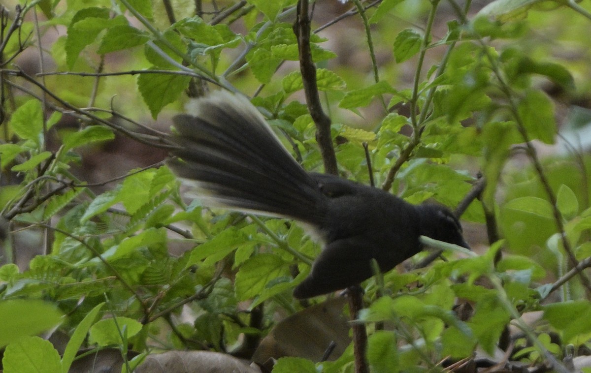 White-throated Fantail - ML620445826