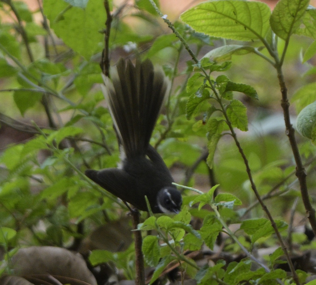 White-throated Fantail - ML620445827