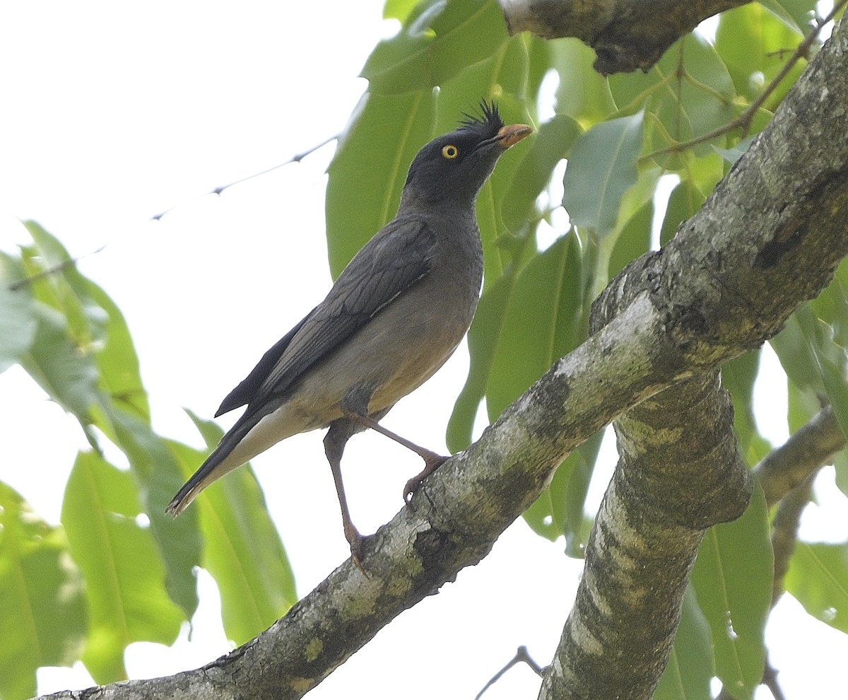 Jungle Myna - ML620445843