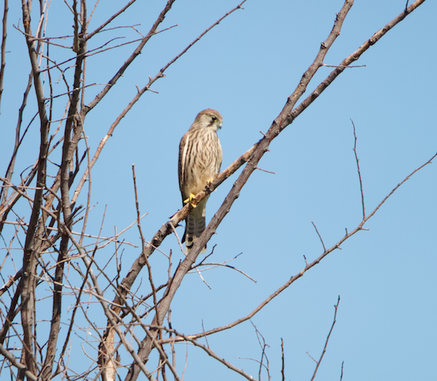 Eurasian Kestrel - ML620445845
