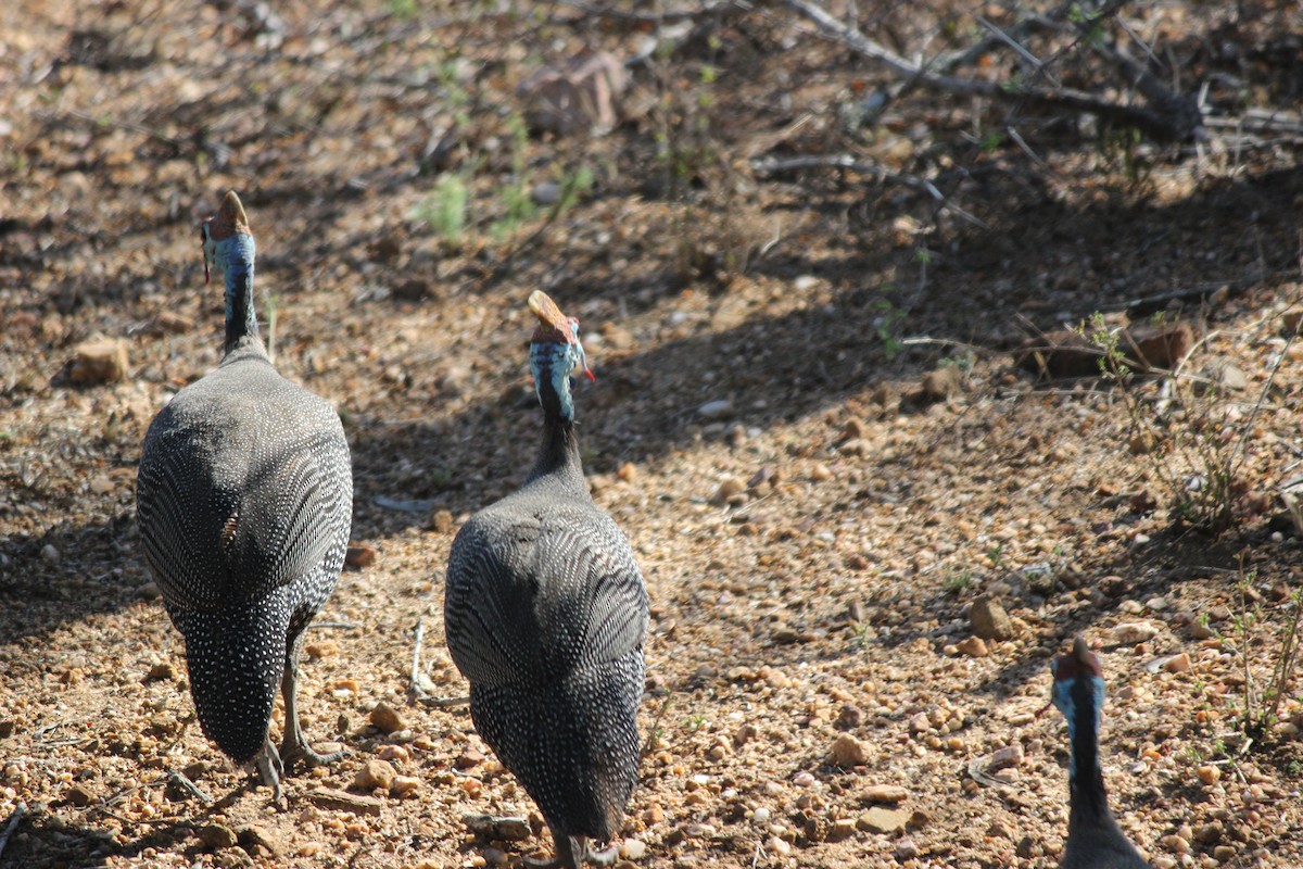 Helmeted Guineafowl - ML620445846