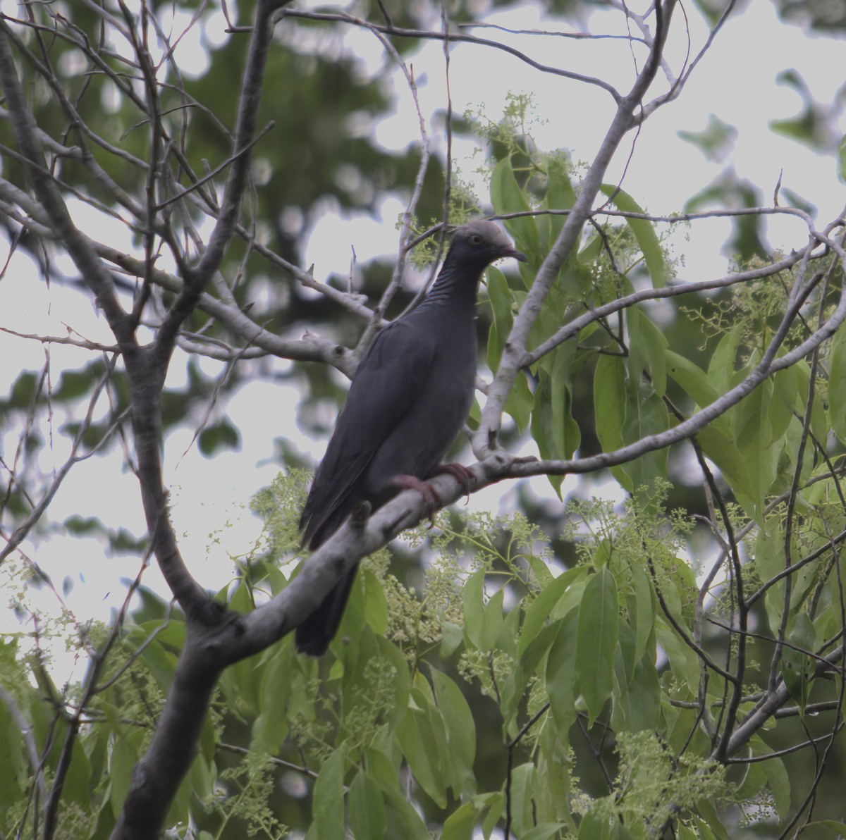 White-crowned Pigeon - Andy Benson