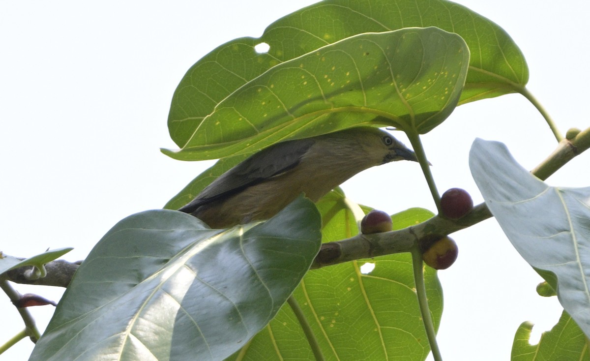 Chestnut-tailed Starling - ML620445849