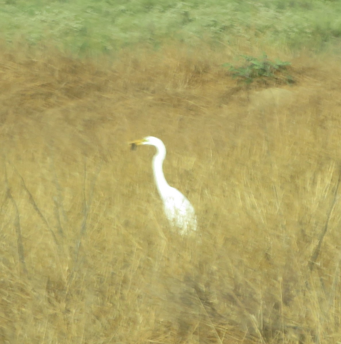 volavka bílá (ssp. egretta) - ML620445850