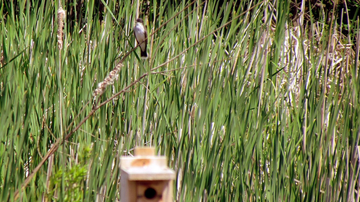 Eastern Kingbird - ML620445854