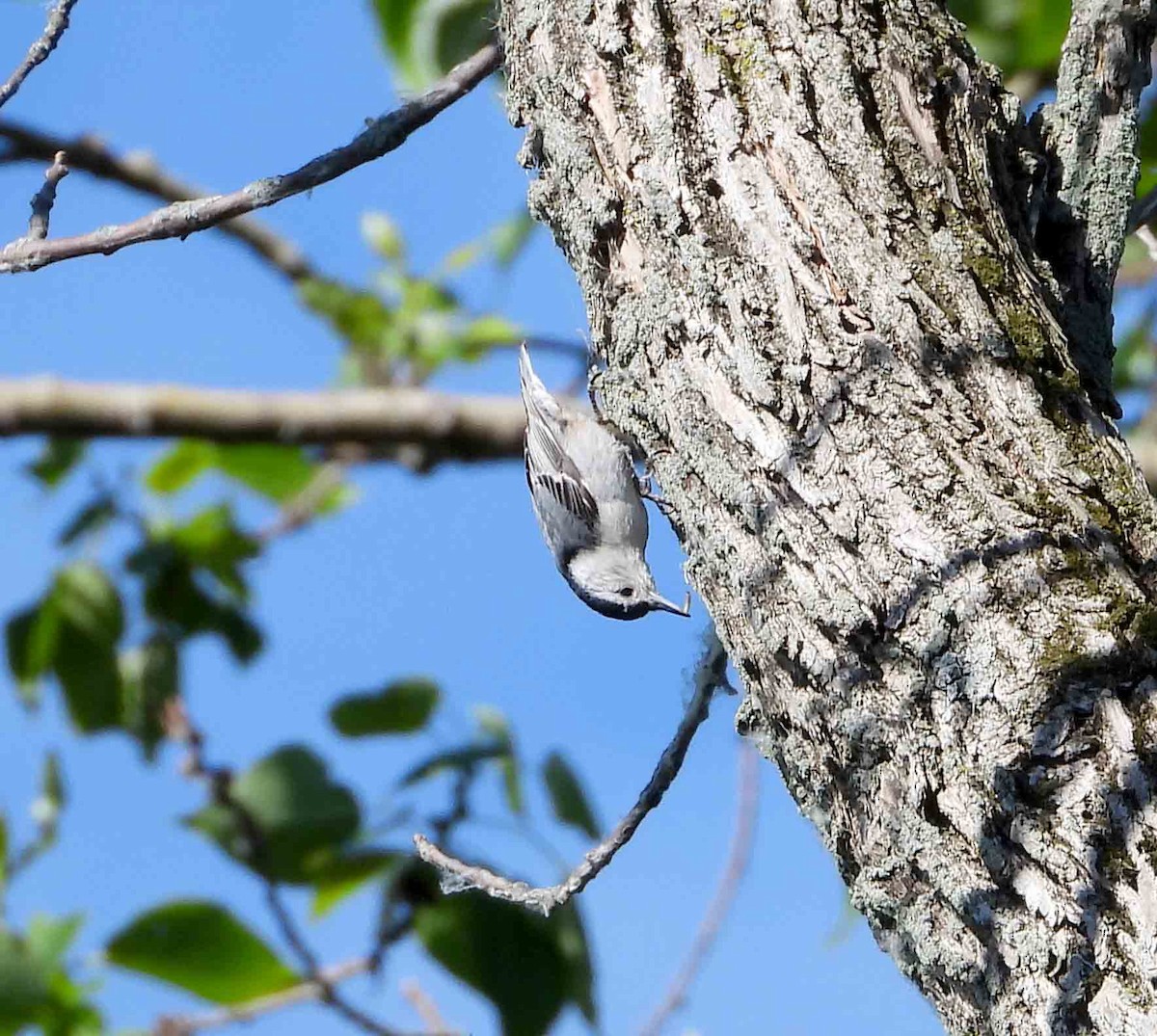 White-breasted Nuthatch - ML620445855