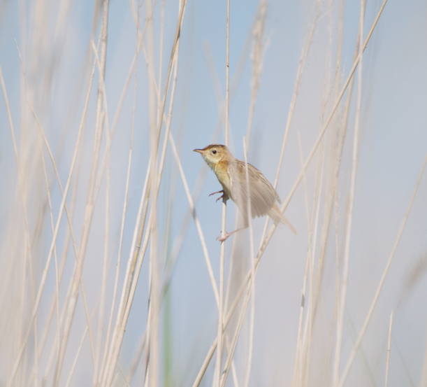 Zitting Cisticola - ML620445862