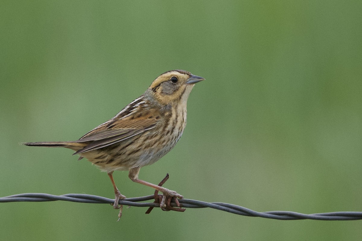 Nelson's Sparrow (Interior) - ML620445873