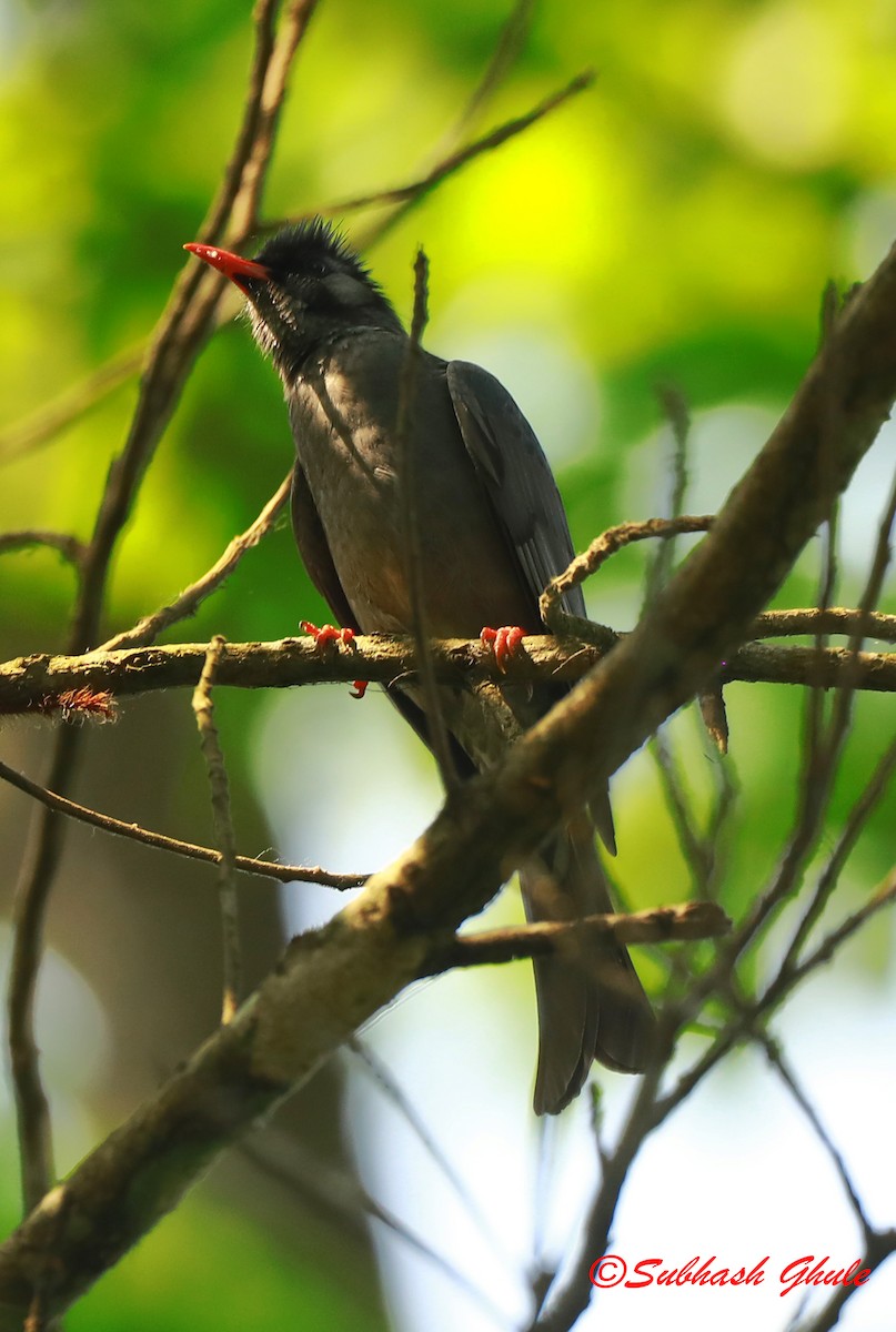 Black Bulbul - ML620445874