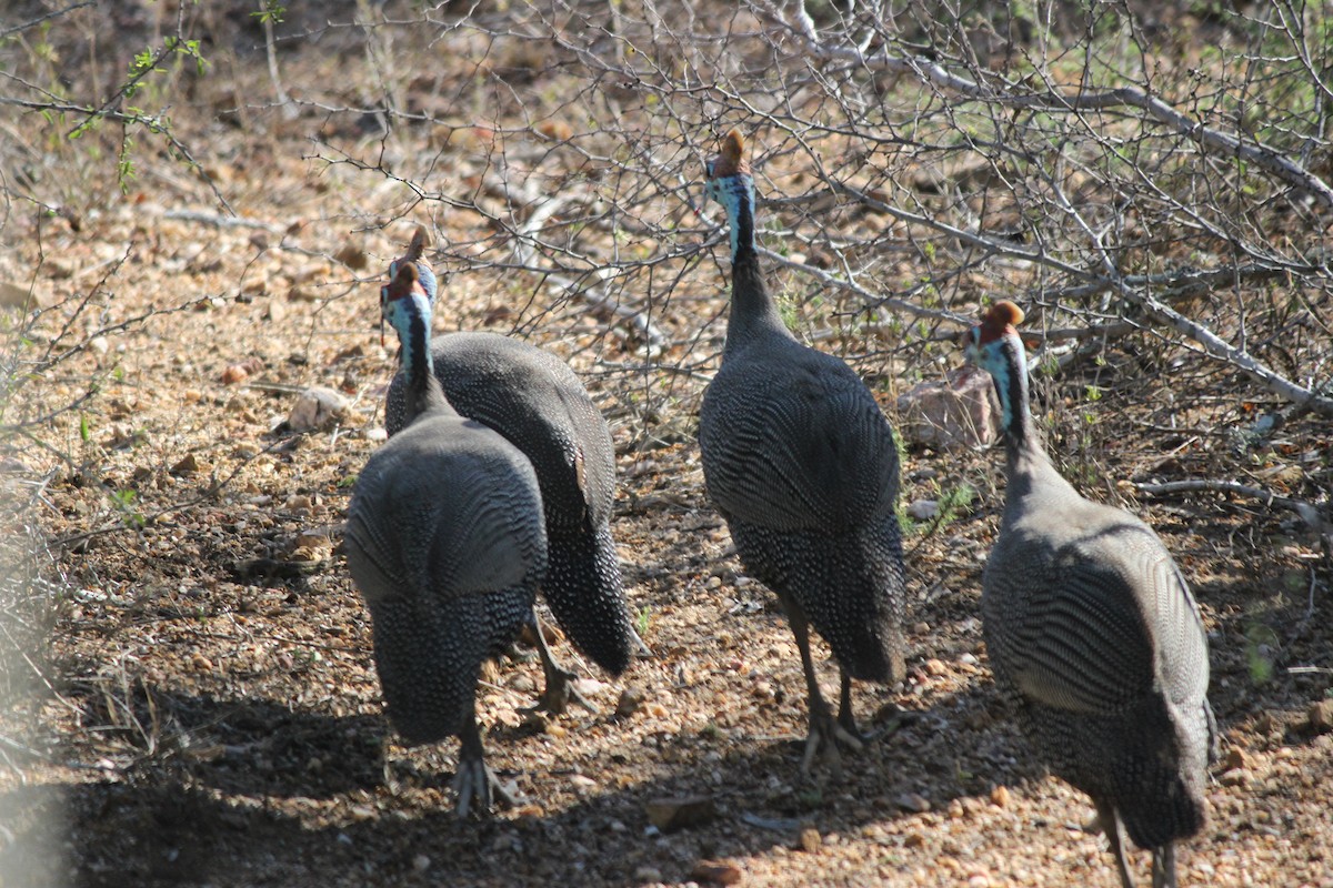 Helmeted Guineafowl - ML620445886