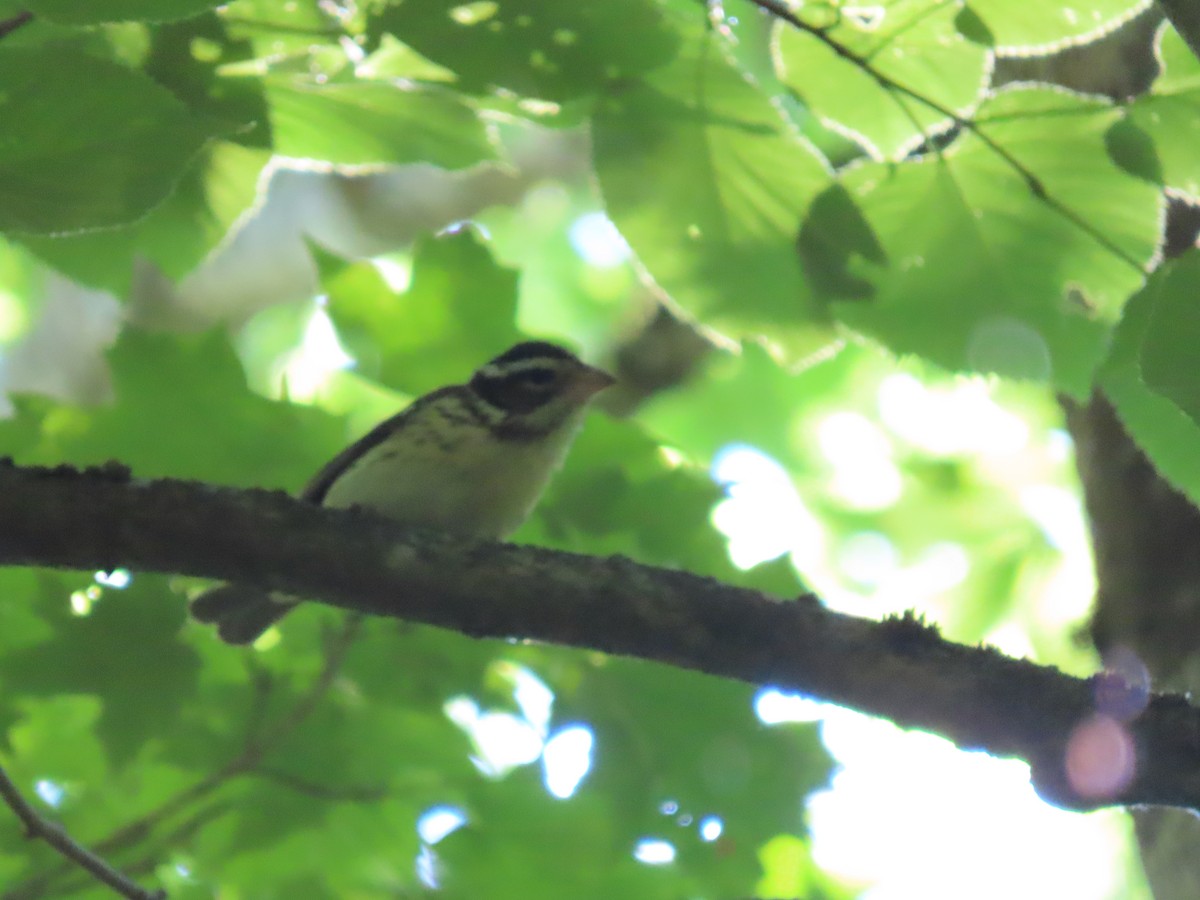 Rose-breasted Grosbeak - Debra Ferguson