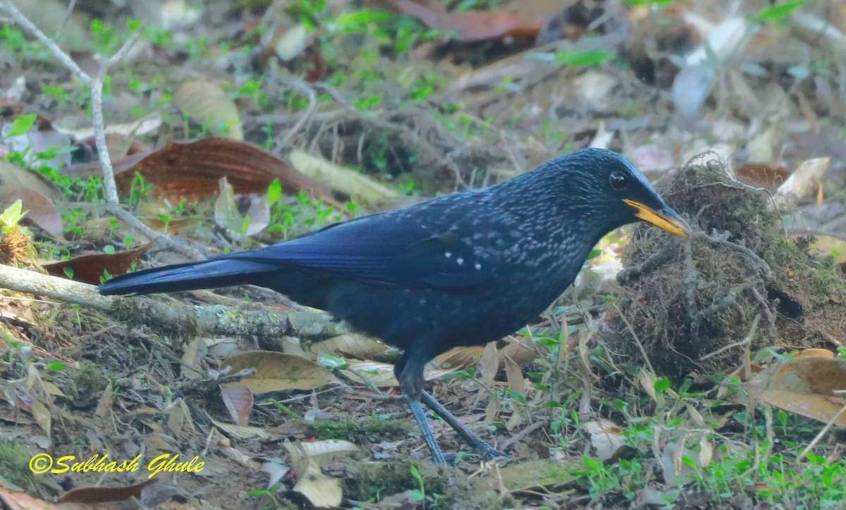 Blue Whistling-Thrush - ML620445890