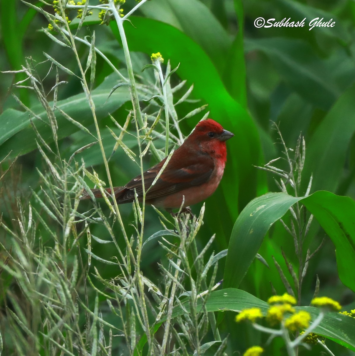 Dark-breasted Rosefinch - ML620445901