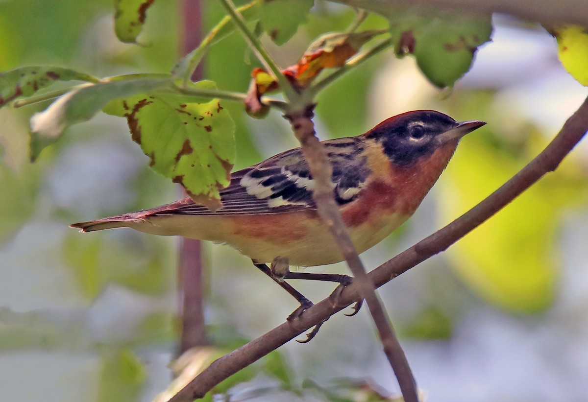 Bay-breasted Warbler - ML620445902