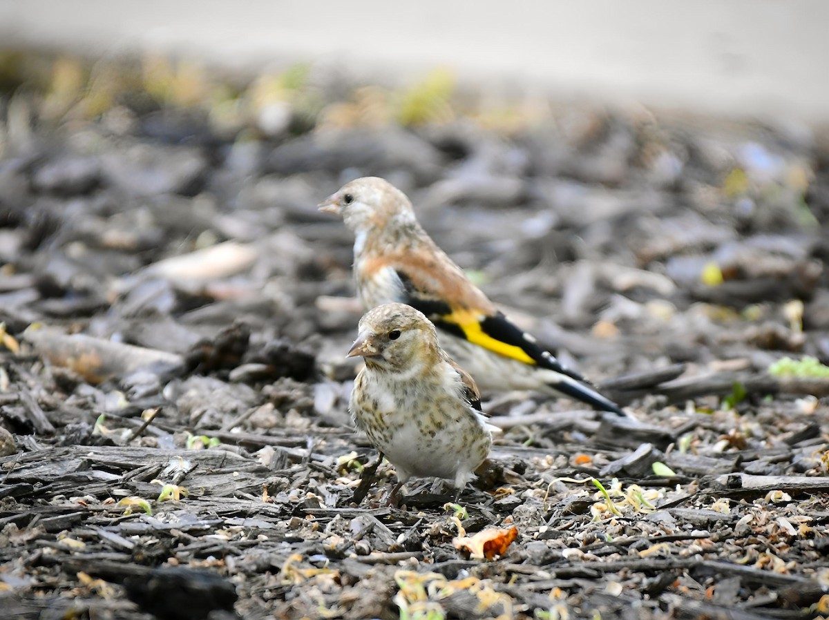 European Goldfinch - ML620445906