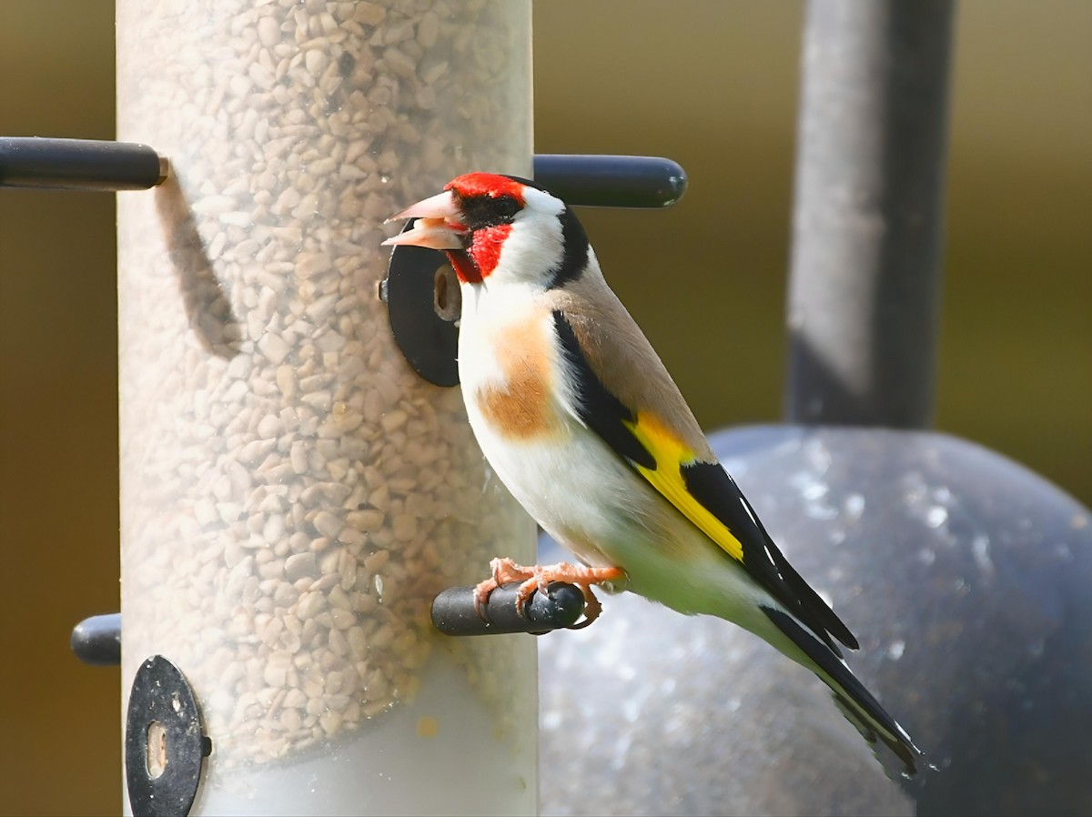 European Goldfinch - Russ Boushon  💙🐦🦉🦅