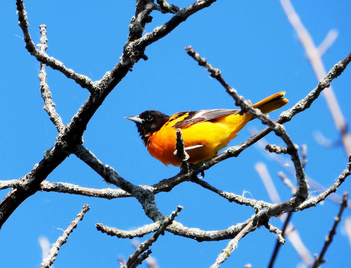 Baltimore Oriole - ML620445923