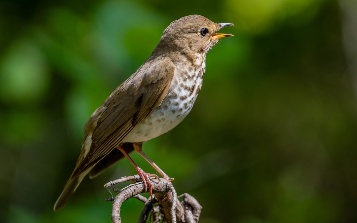 Swainson's Thrush - ML620445928