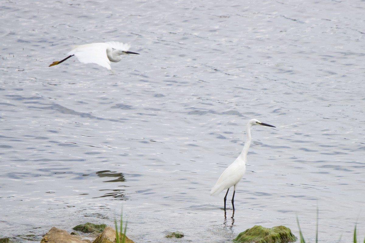 Little Egret - Jin Bai