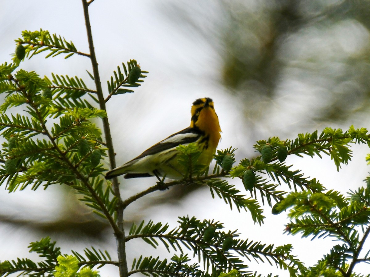 Blackburnian Warbler - Robert Foster