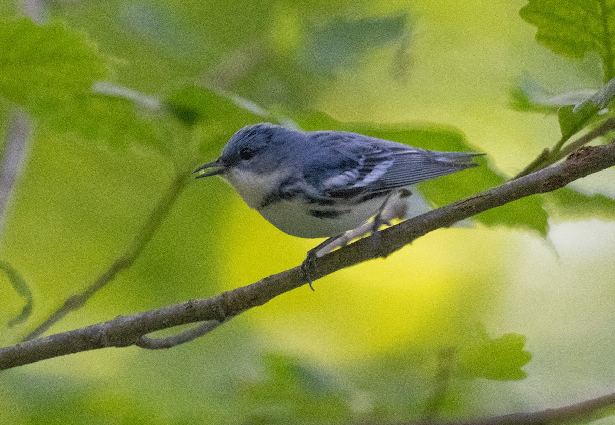 Blauwaldsänger - ML620445956