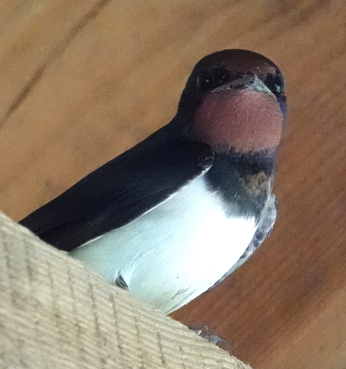 Barn Swallow - ML620445957