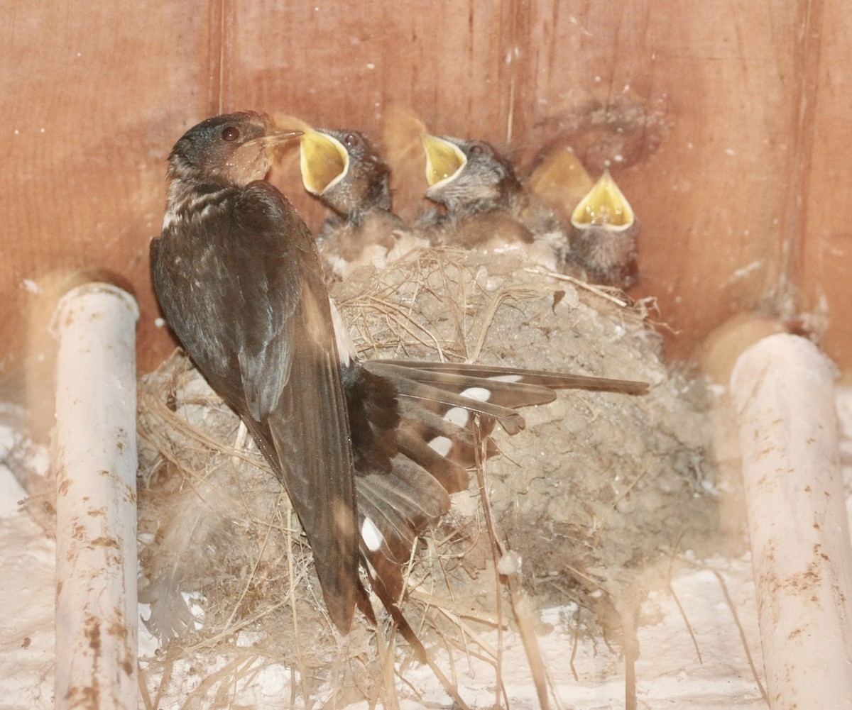 Barn Swallow - ML620445961