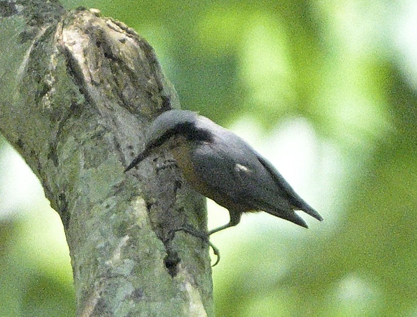 Indian Nuthatch - ML620445962