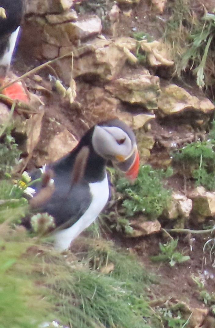 Atlantic Puffin - ML620445970