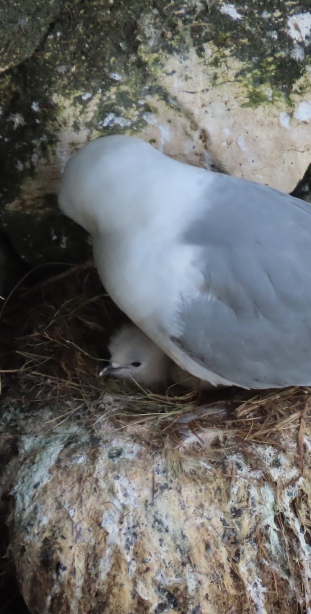 Black-legged Kittiwake - Paul Cole