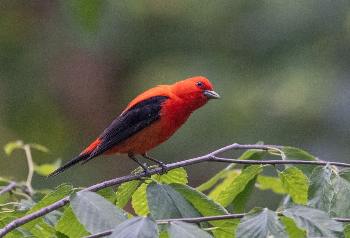 Scarlet Tanager - ML620445979