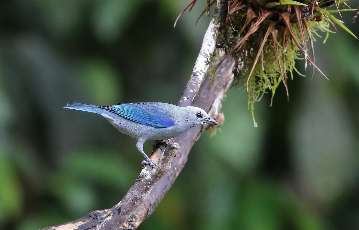 Blue-gray Tanager (Blue-gray) - Richard Greenhalgh