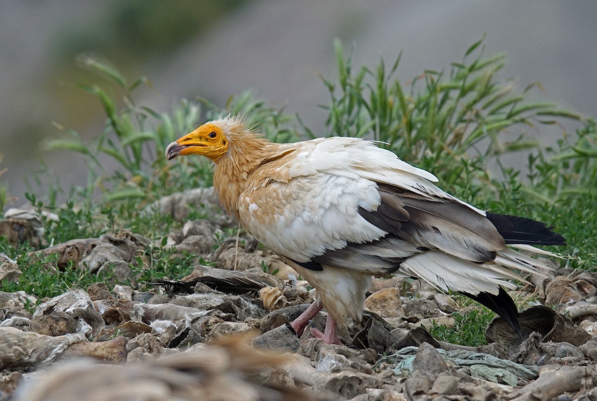 Egyptian Vulture - ML620445982