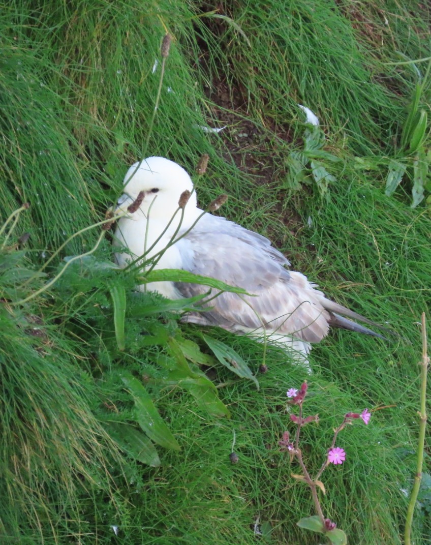 Northern Fulmar - ML620445988