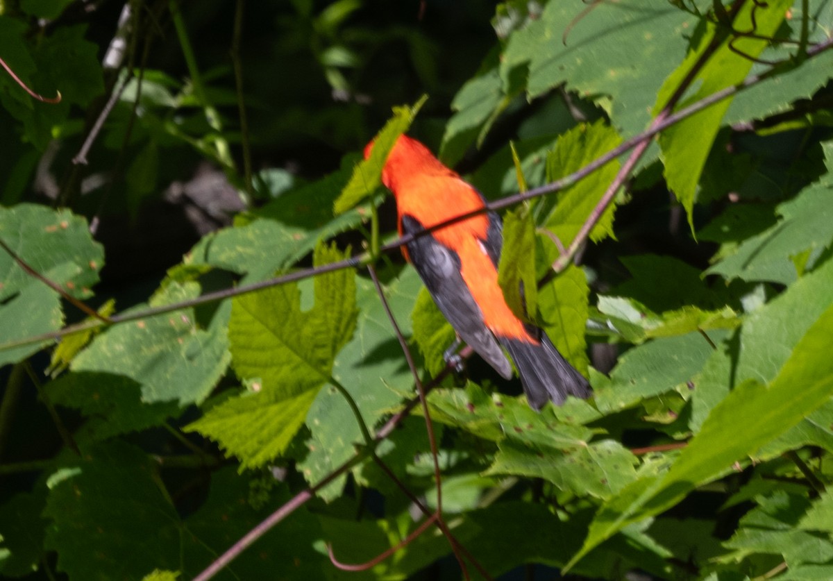 Scarlet Tanager - ML620445994